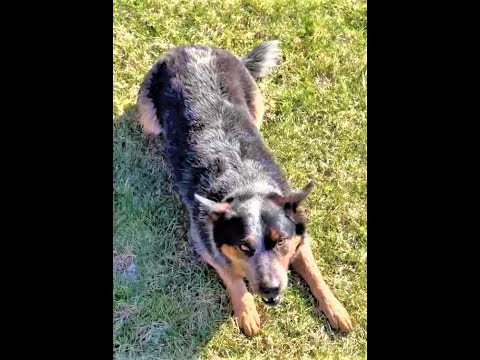 Bo testing Maiden Montana Pet Treats - Freeze Dried Beef Liver