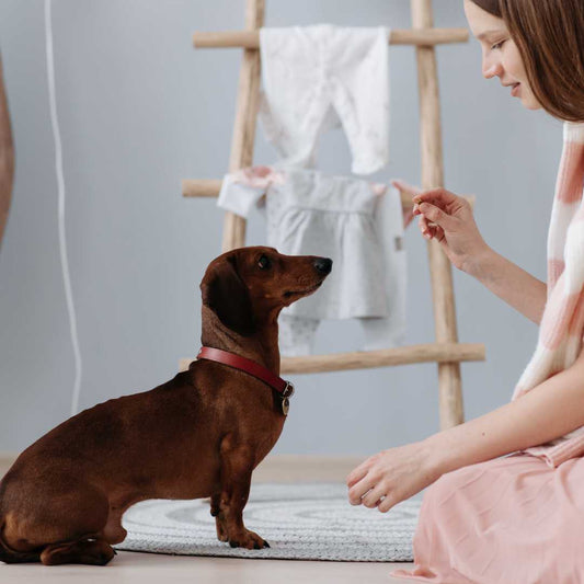Image of woman providing a treat for her dachsund for the blog post, "Are Freeze-Dried Beef Liver Treats Good for Dogs," Maiden Montana Pet Treats