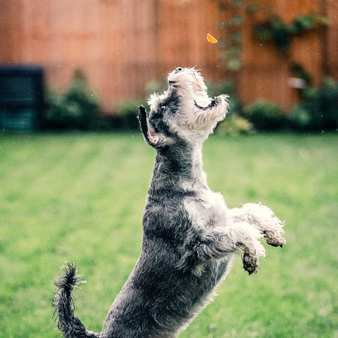 Benefits of Freeze-Dried Beef Liver Treats for Dogs - Maiden Montana Pet Treats