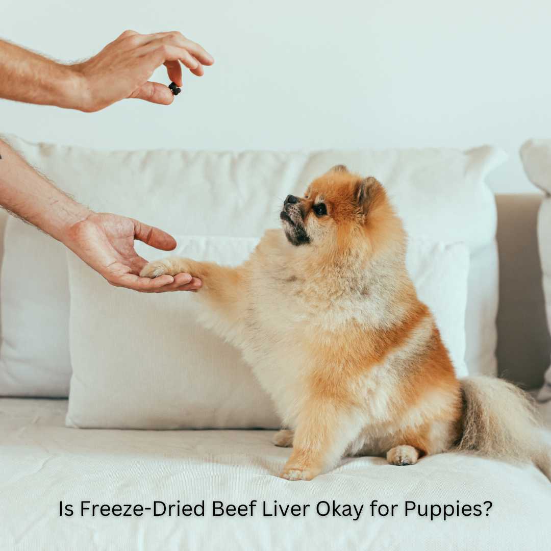 Picture of a puppy receiving a liver treat - Maiden Montana Pet Treats