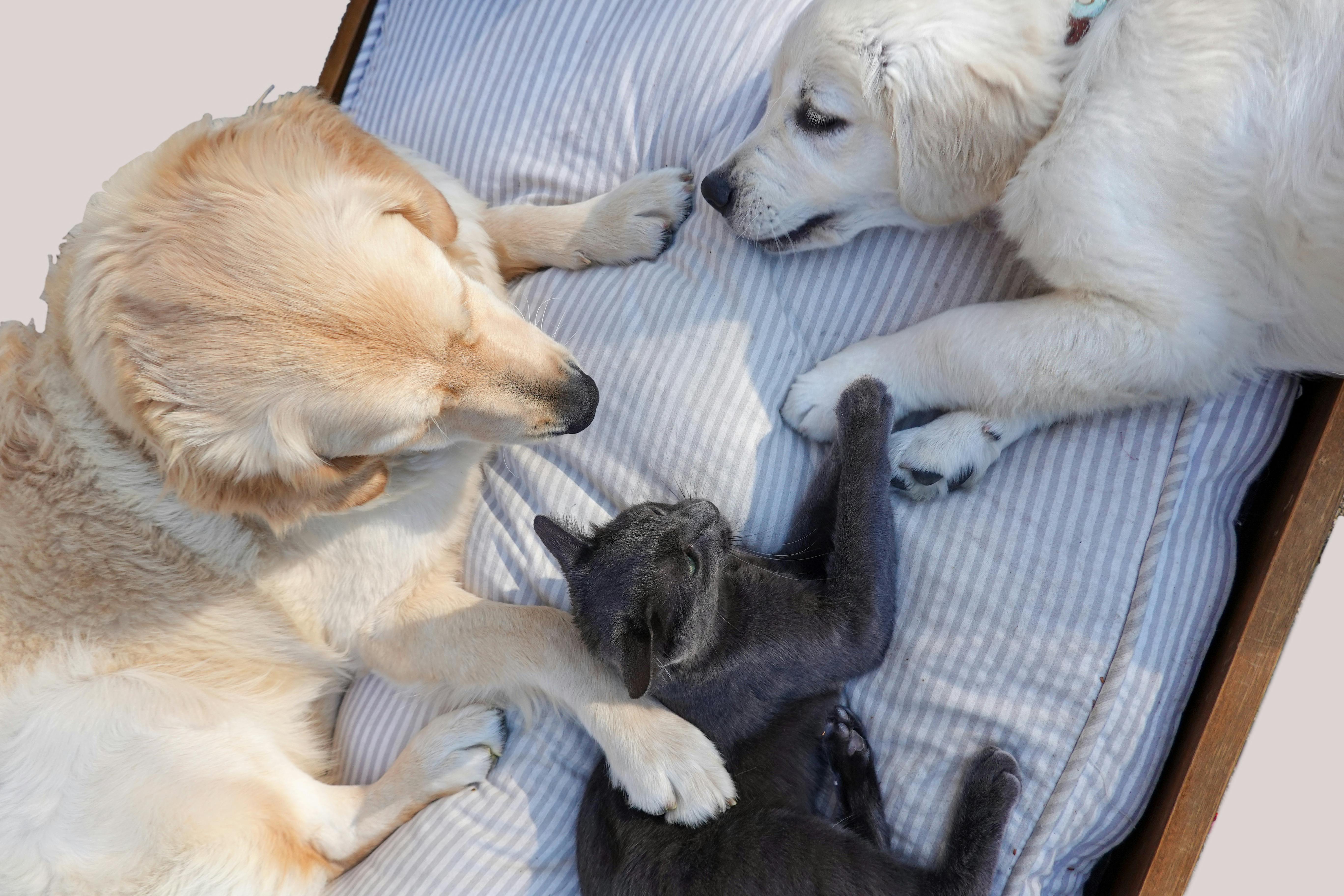 Benefits of Pre-Cooked Liver for Multi-Pet Family Homes
