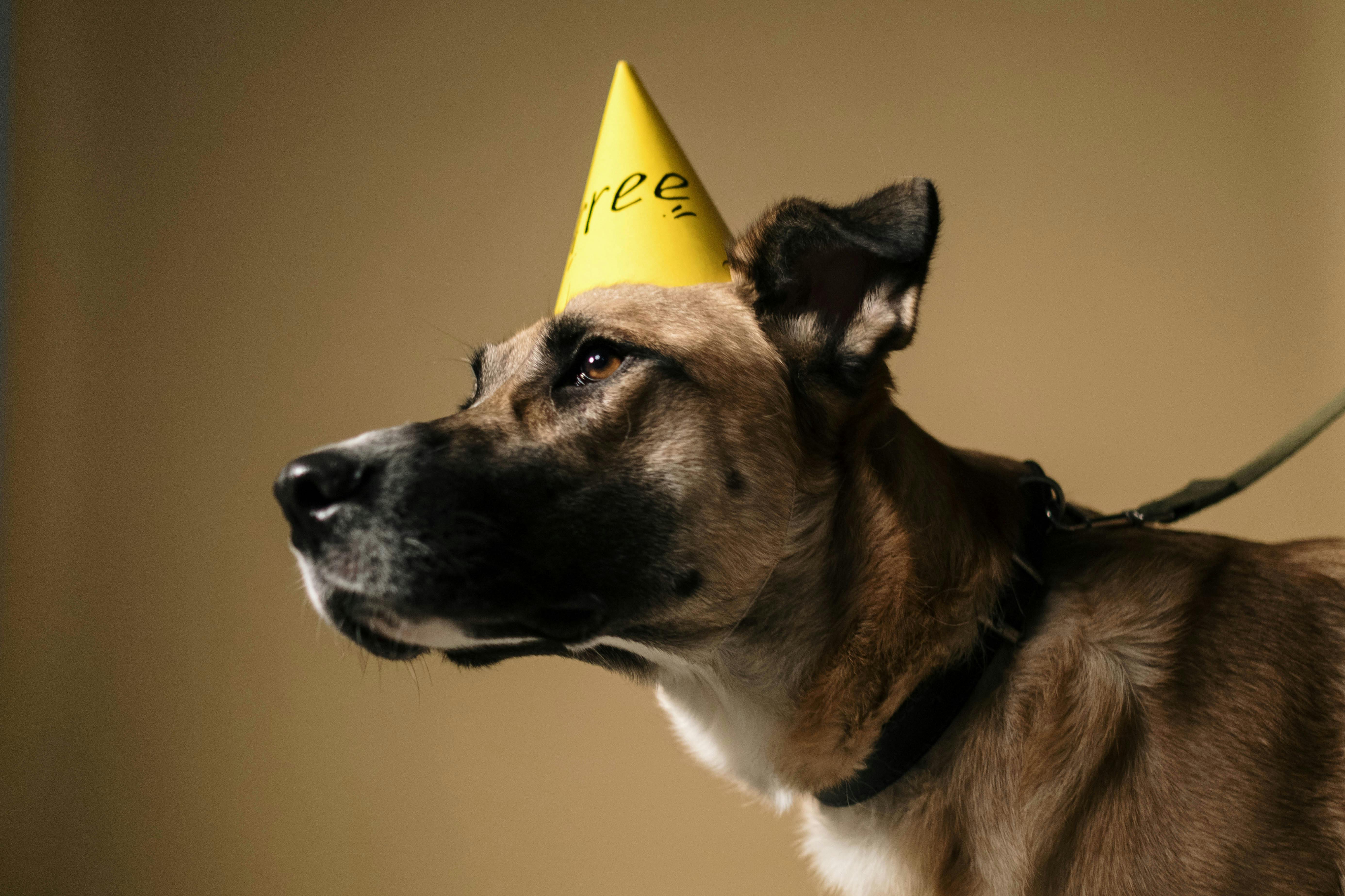 How to Make a Dog Birthday Cake with Maiden Montana Pet Treats
