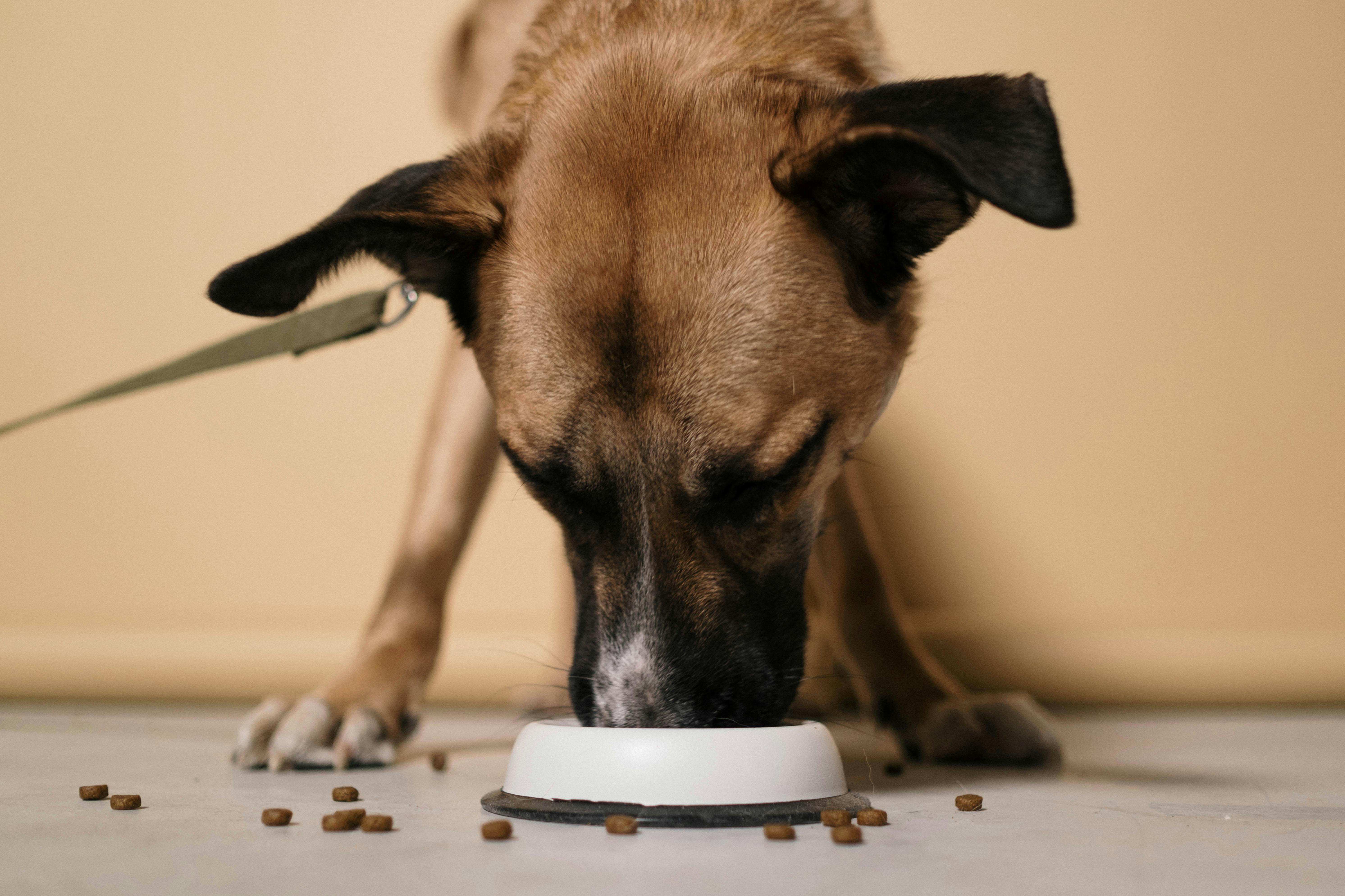 The Ultimate Pet Food Pairing Guide: Freeze-Dried Beef Liver and Nutritious Foods for Cats and Dogs