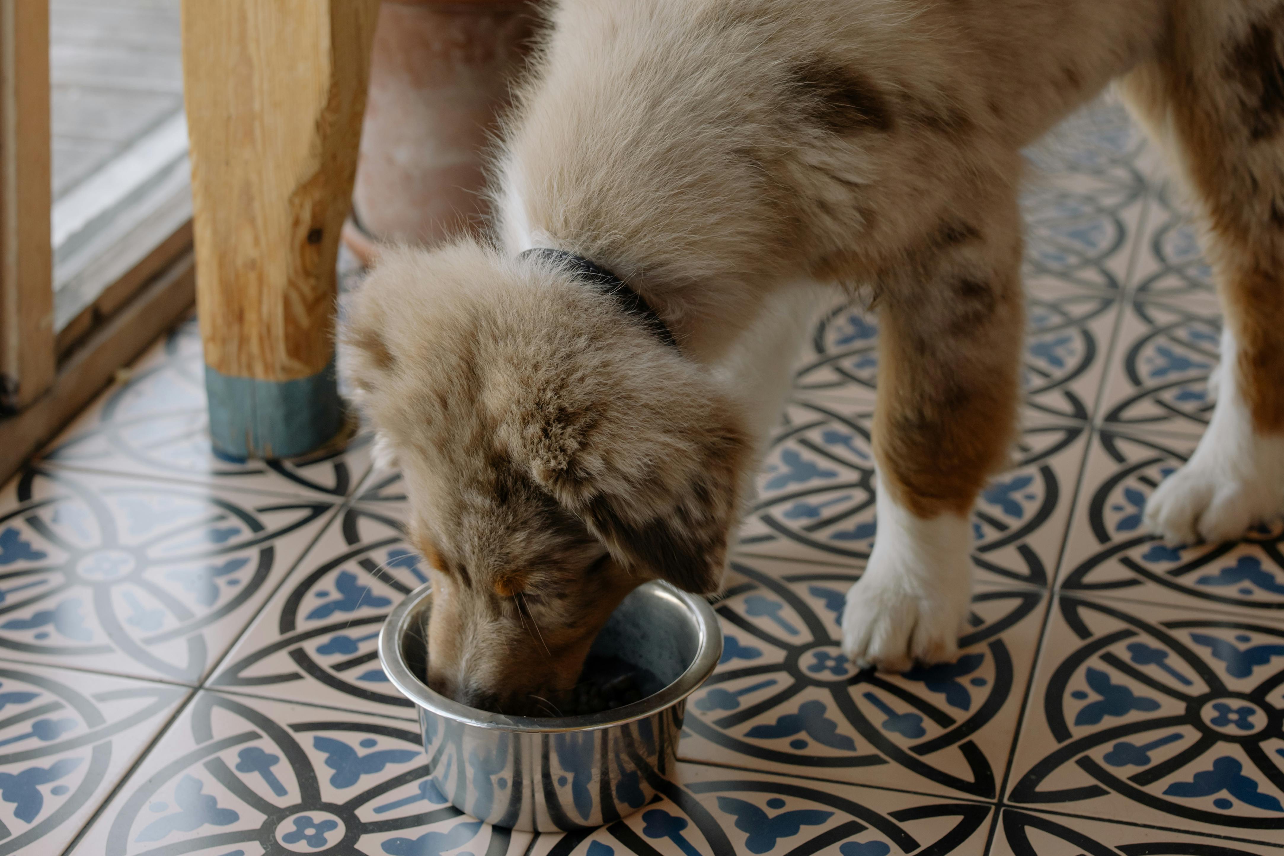 Unleash the Power of Freeze-Dried Beef Liver: The Ultimate Pet Food Topper