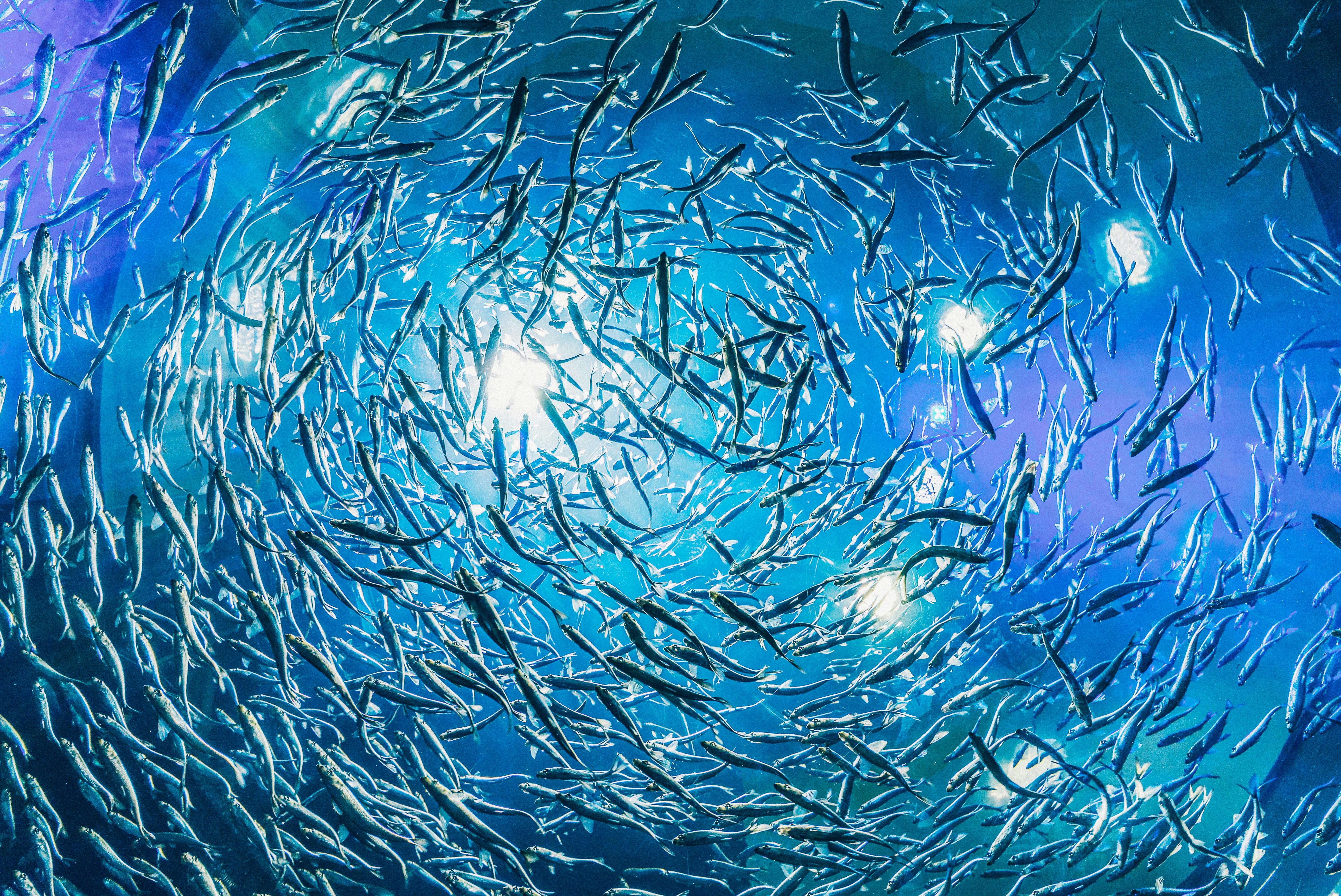 Diving Deep: Are Freeze-Dried Fish Treats a Good Thing?