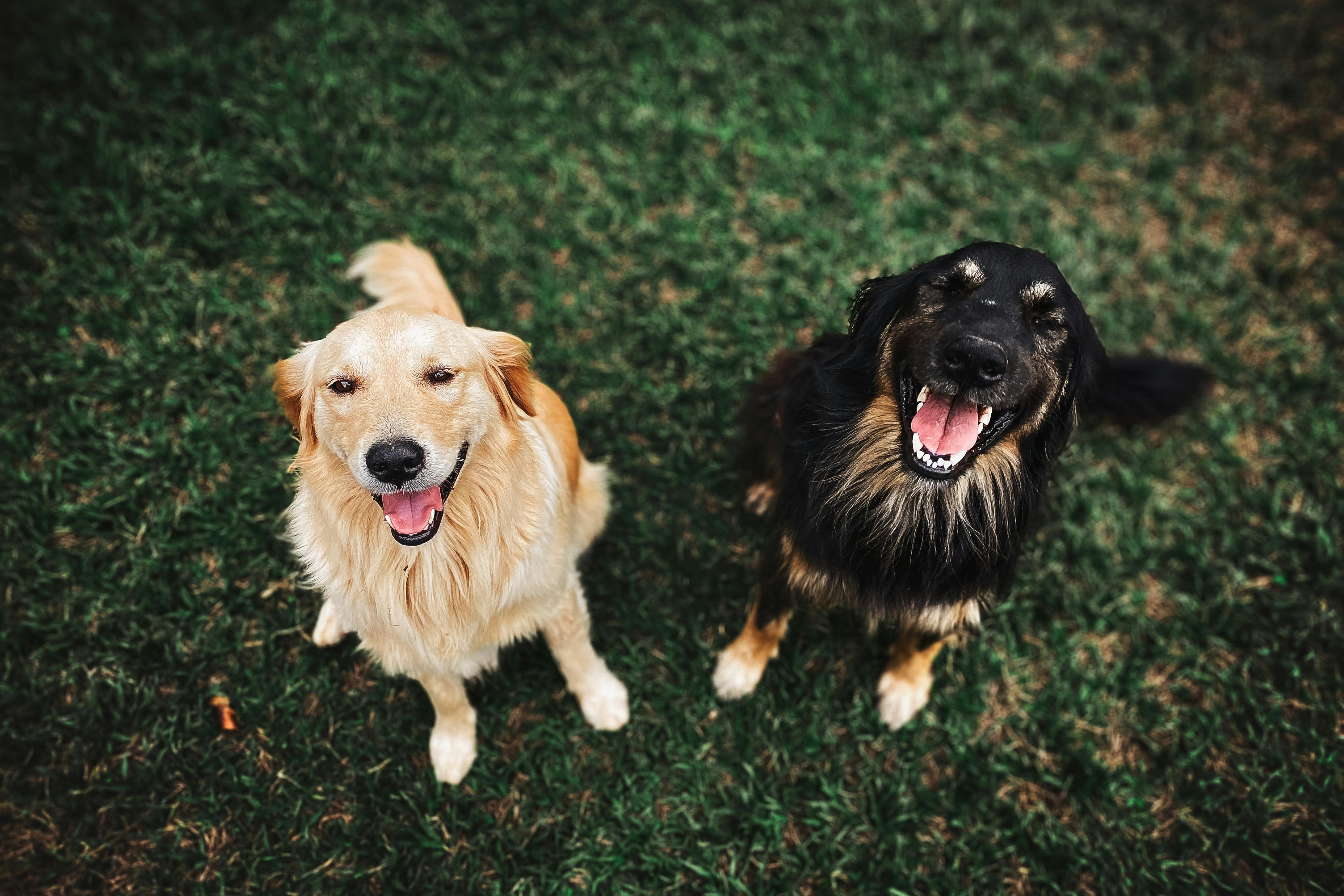 Do You Need to Rehydrate Freeze-Dried Treats? A Comprehensive Guide