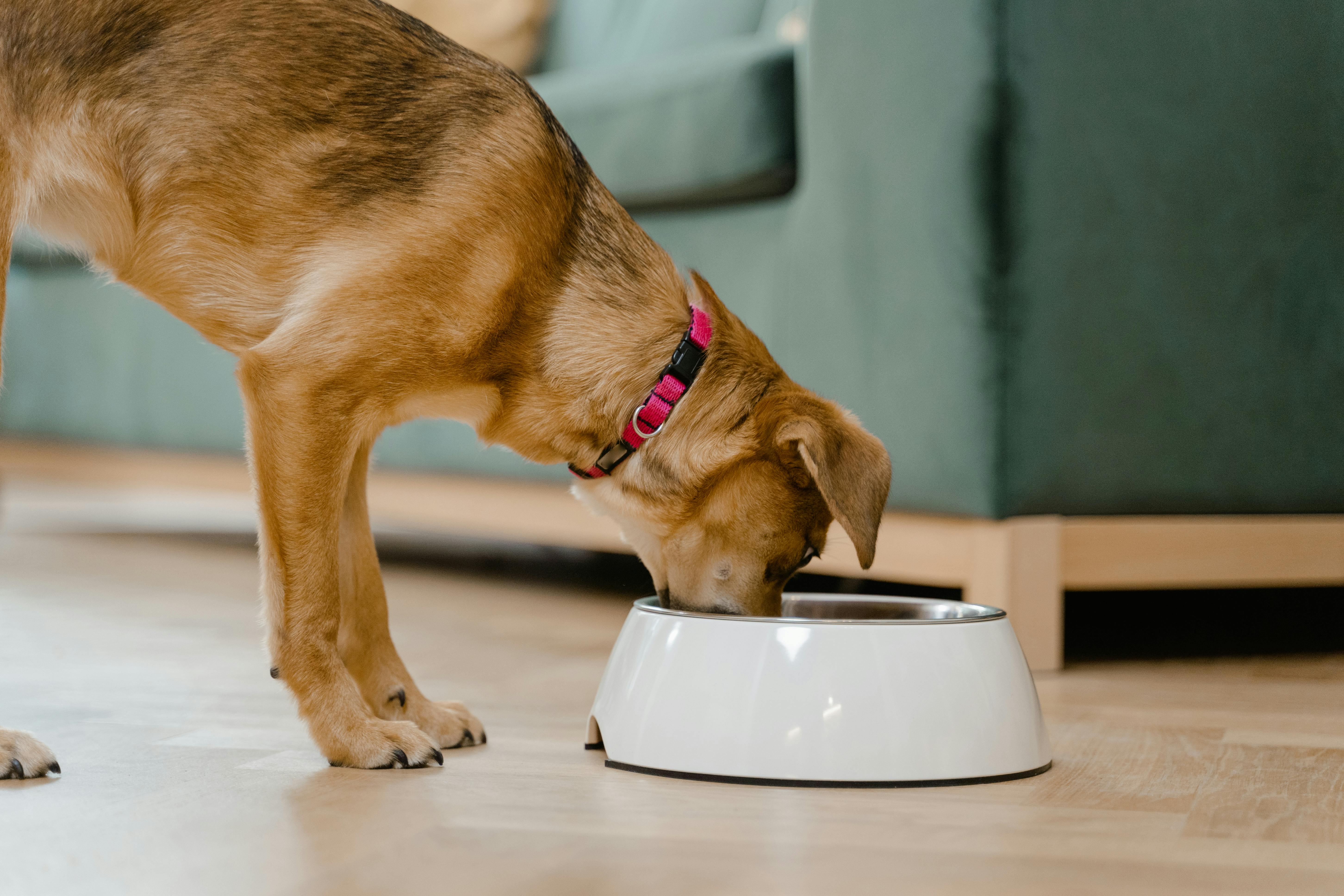 The Ultimate Guide to Freeze-Dried Beef Liver Treats for Your Pet