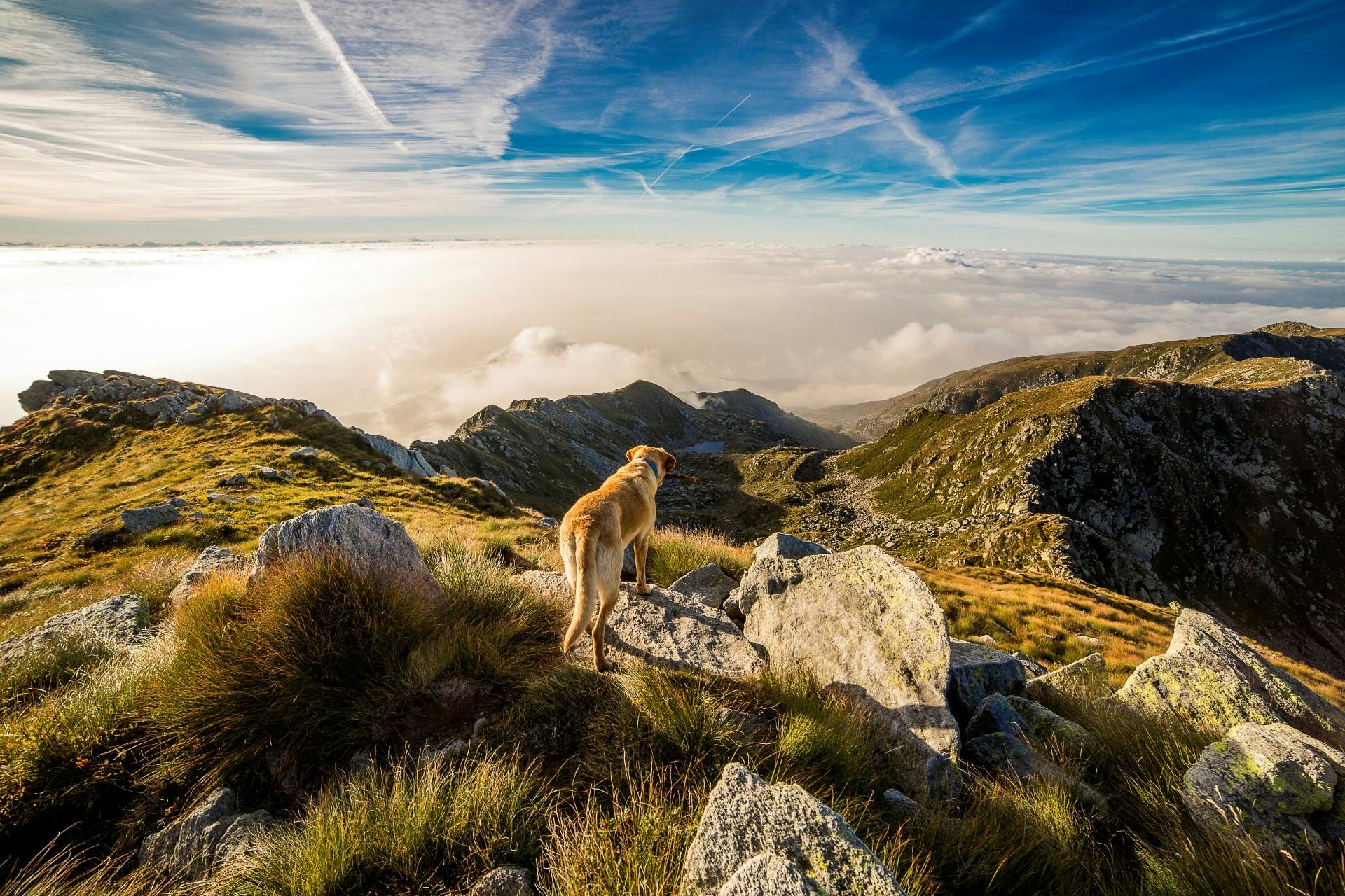 Unleashing the Truth: Raw vs. Pre-Cooked Pet Treats - A Maiden Montana Pet Treats Perspective