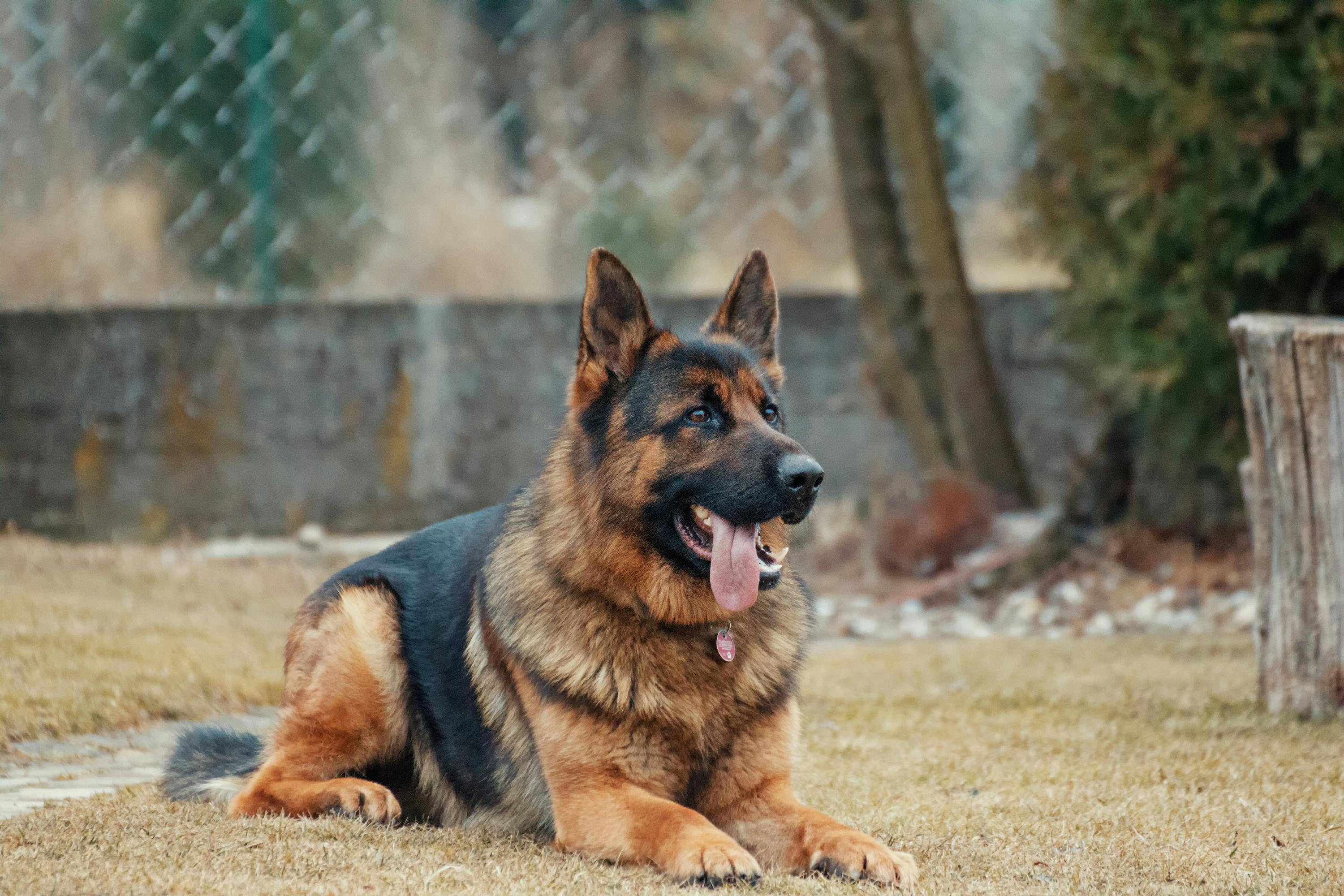 Discover the Irresistible Benefits of Freeze-Dried Pet Treats and Toppers