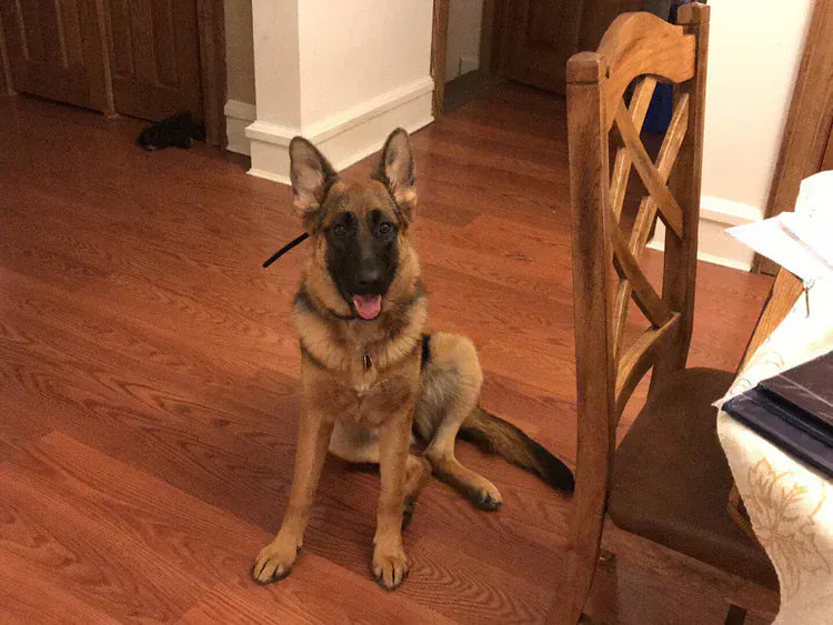 Maiden Montana Pet Treats