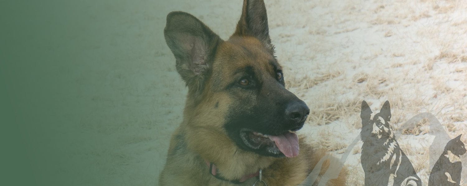 Maiden Montana Pet Treats