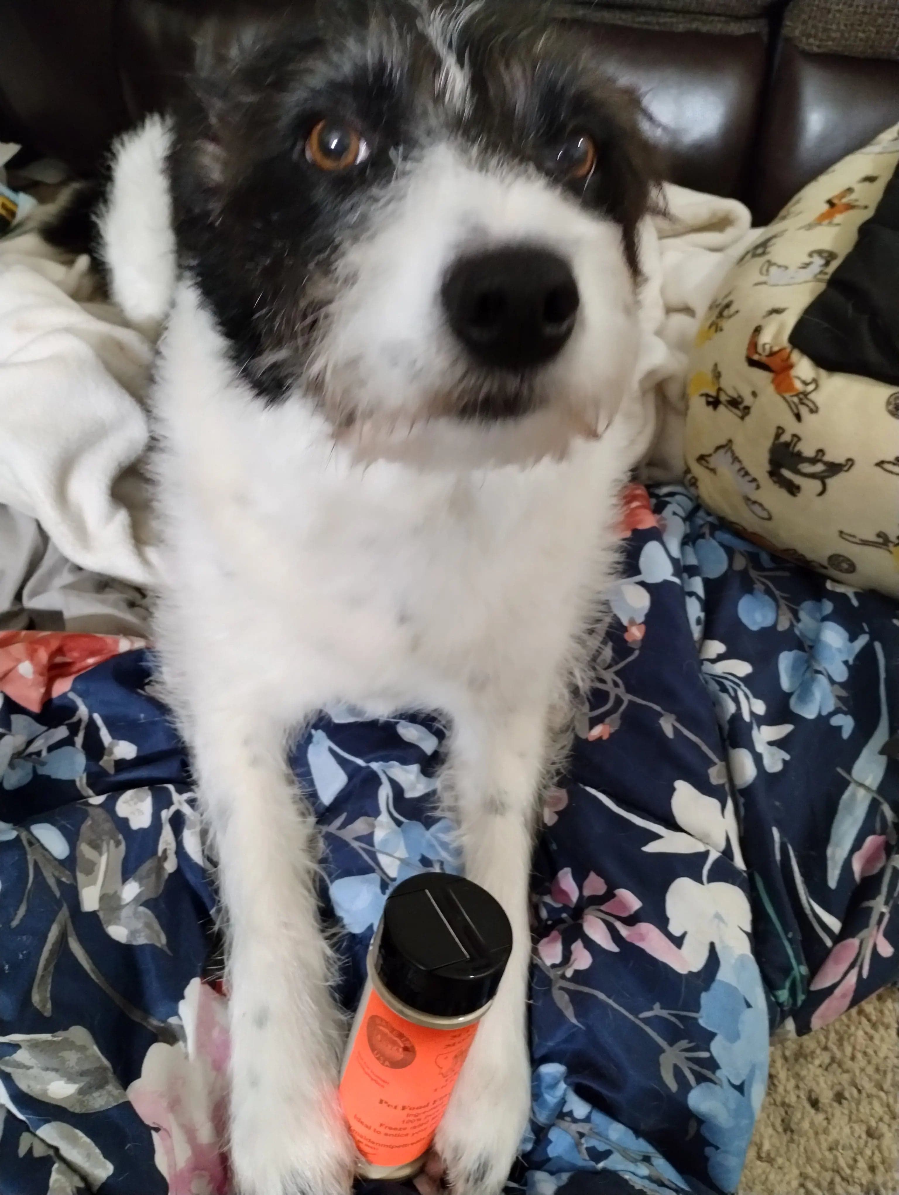 Best Pet Food Topper or Pet Food Flavor Enhancer Maiden Montana Pet Treats