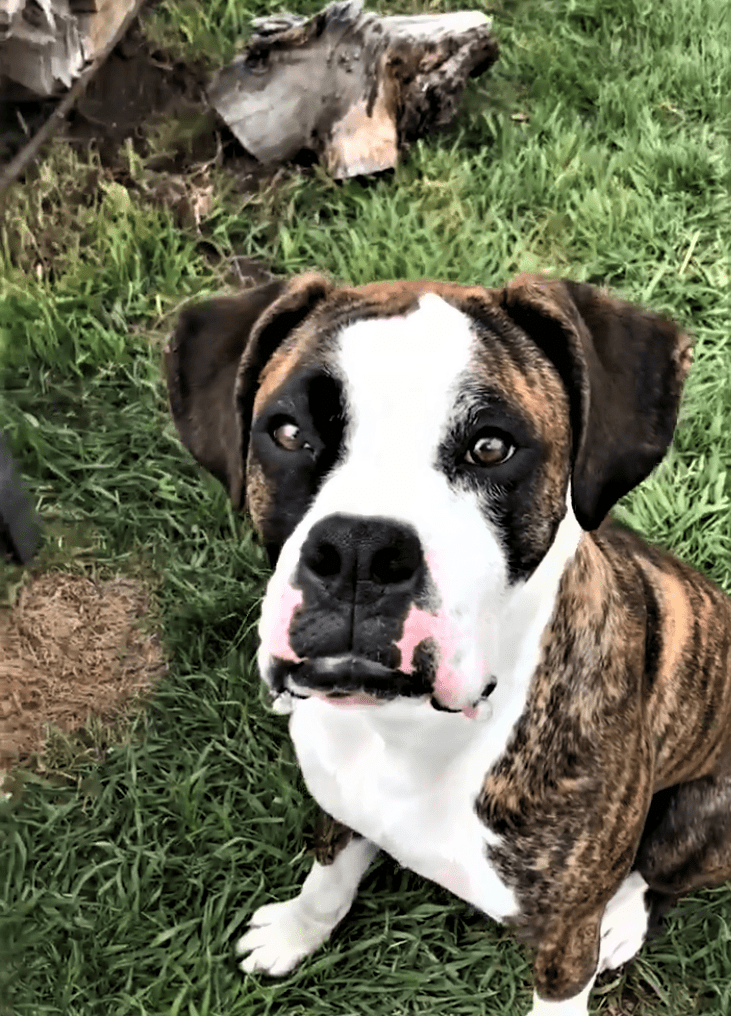 Blaze is half American and half German Boxer that loves our dog treats
