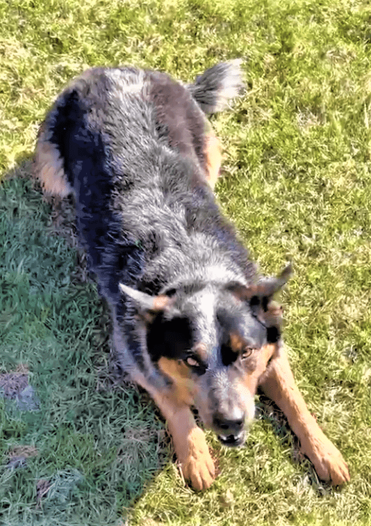 Bo the cow dog waiting for his Maiden Montana Dog Treats