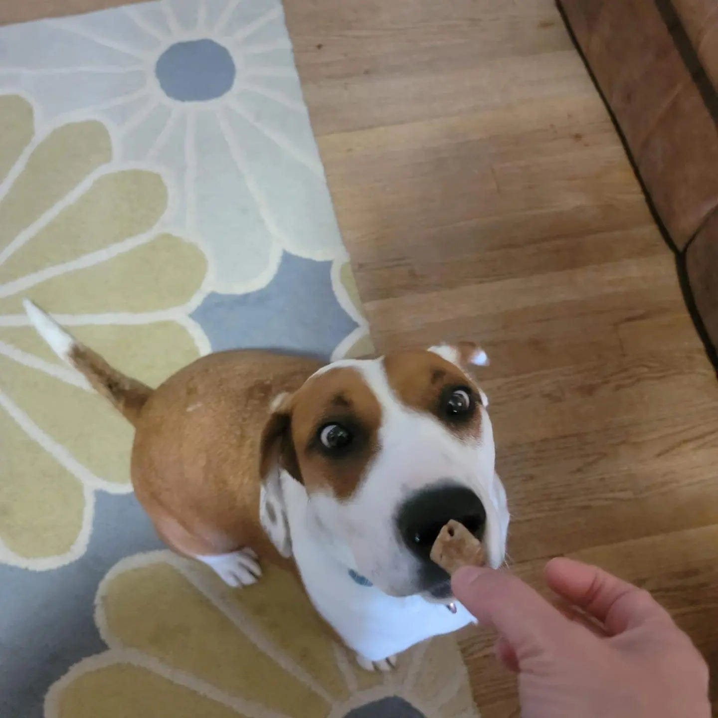 Freeze-Dried Beef Liver Treats - 12oz. Maiden Montana Pet Treats