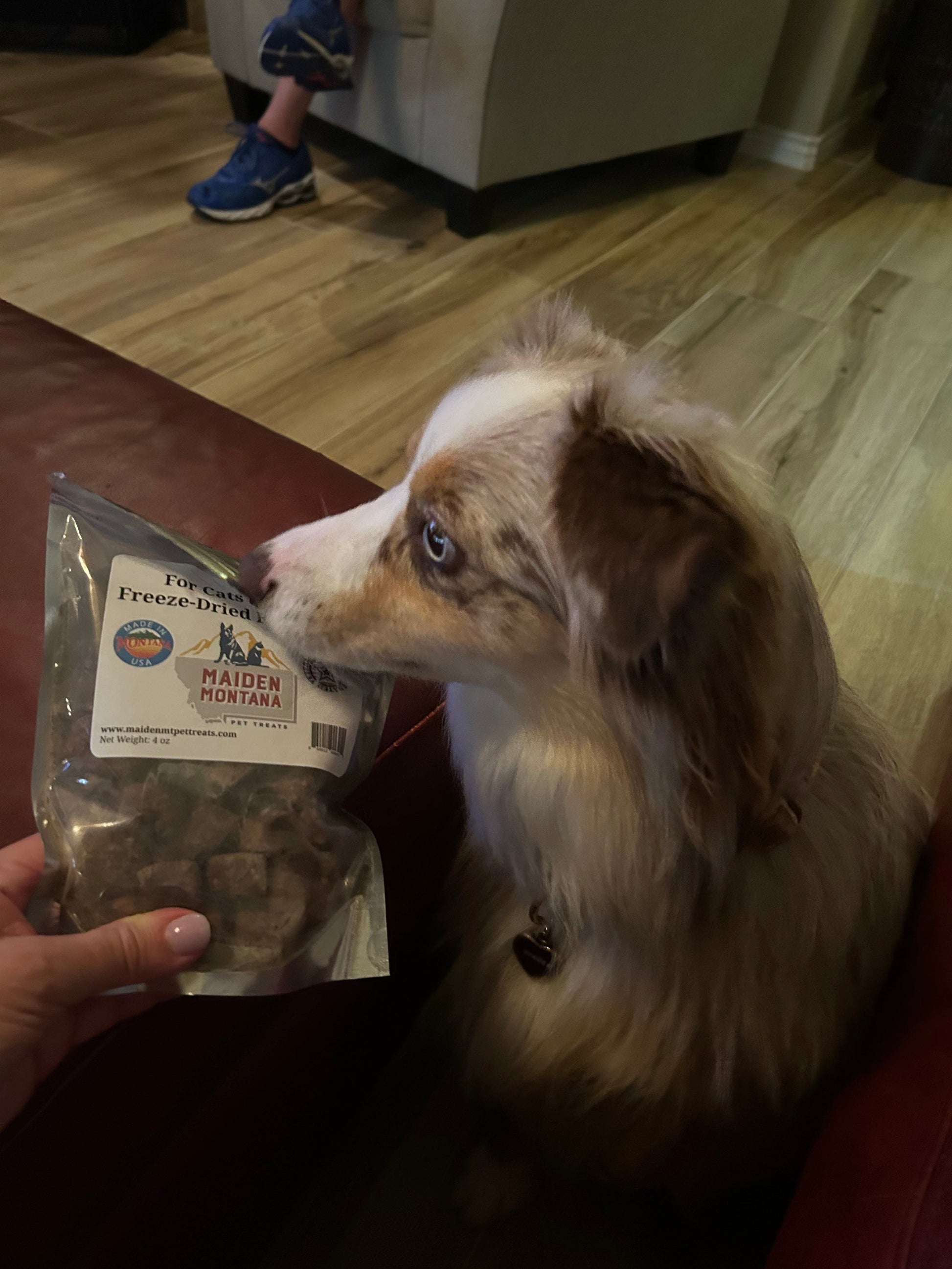 Ginger loves her travel treats - Maiden Montana Pet Treats