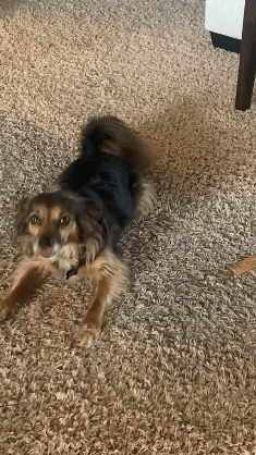 Which dog treat will Koda pick?