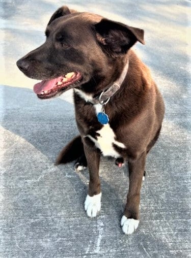 Even Jr responds to our Dog Treats.