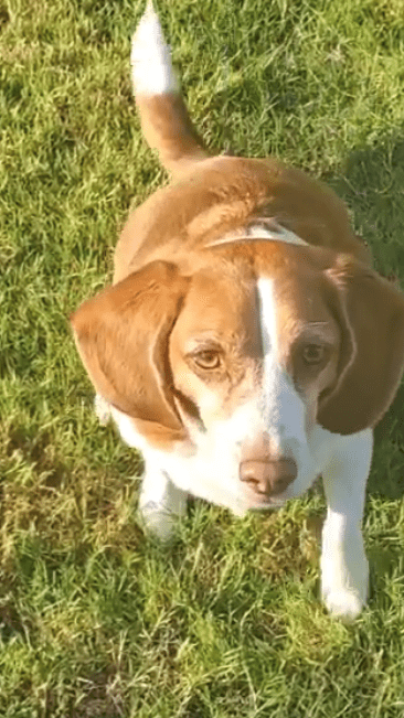 Linus the beagle plays catch with his freeze-dried beef liver treats from Maiden MT Pet Treats