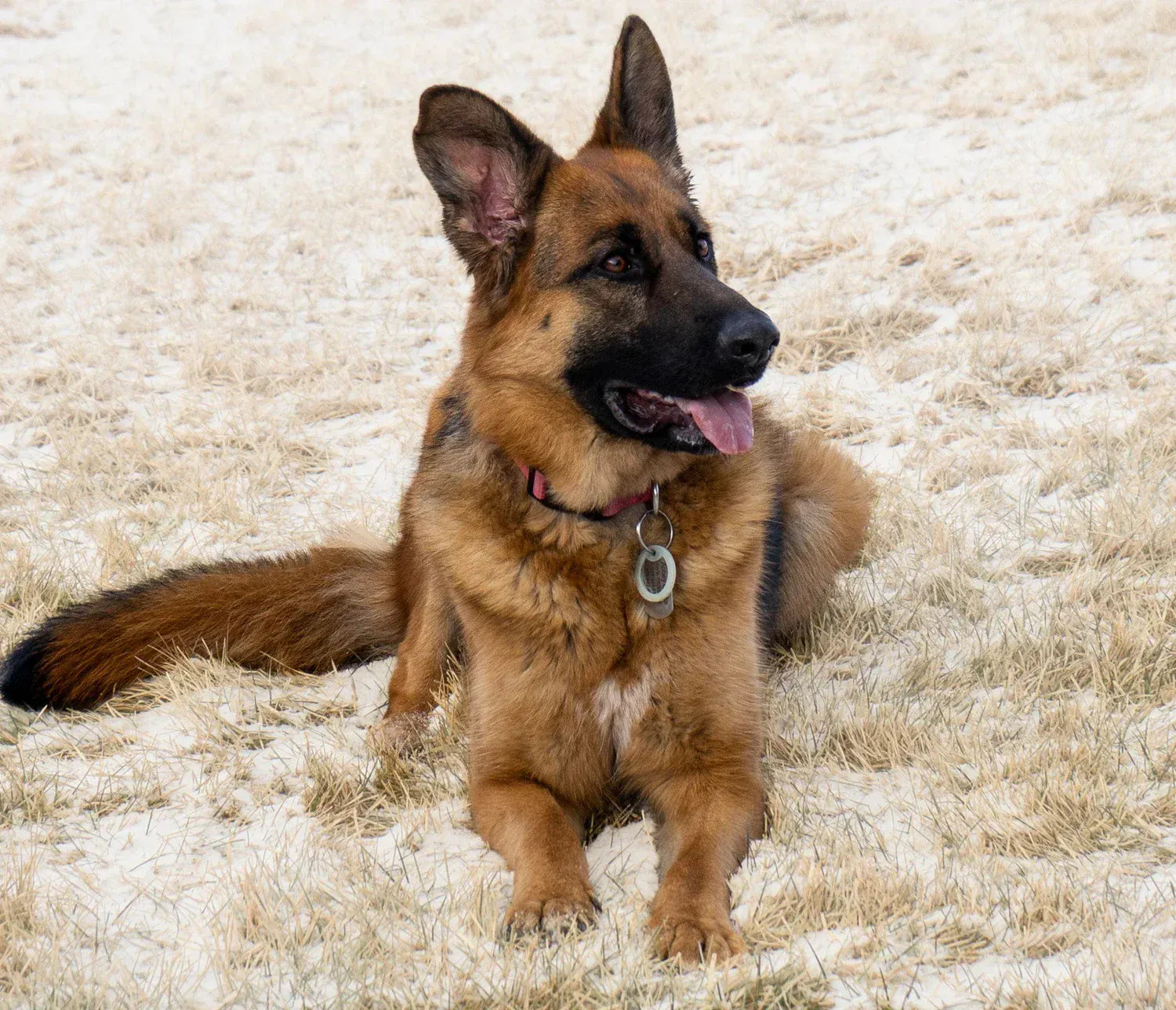 Maiden Montana Pet Treats