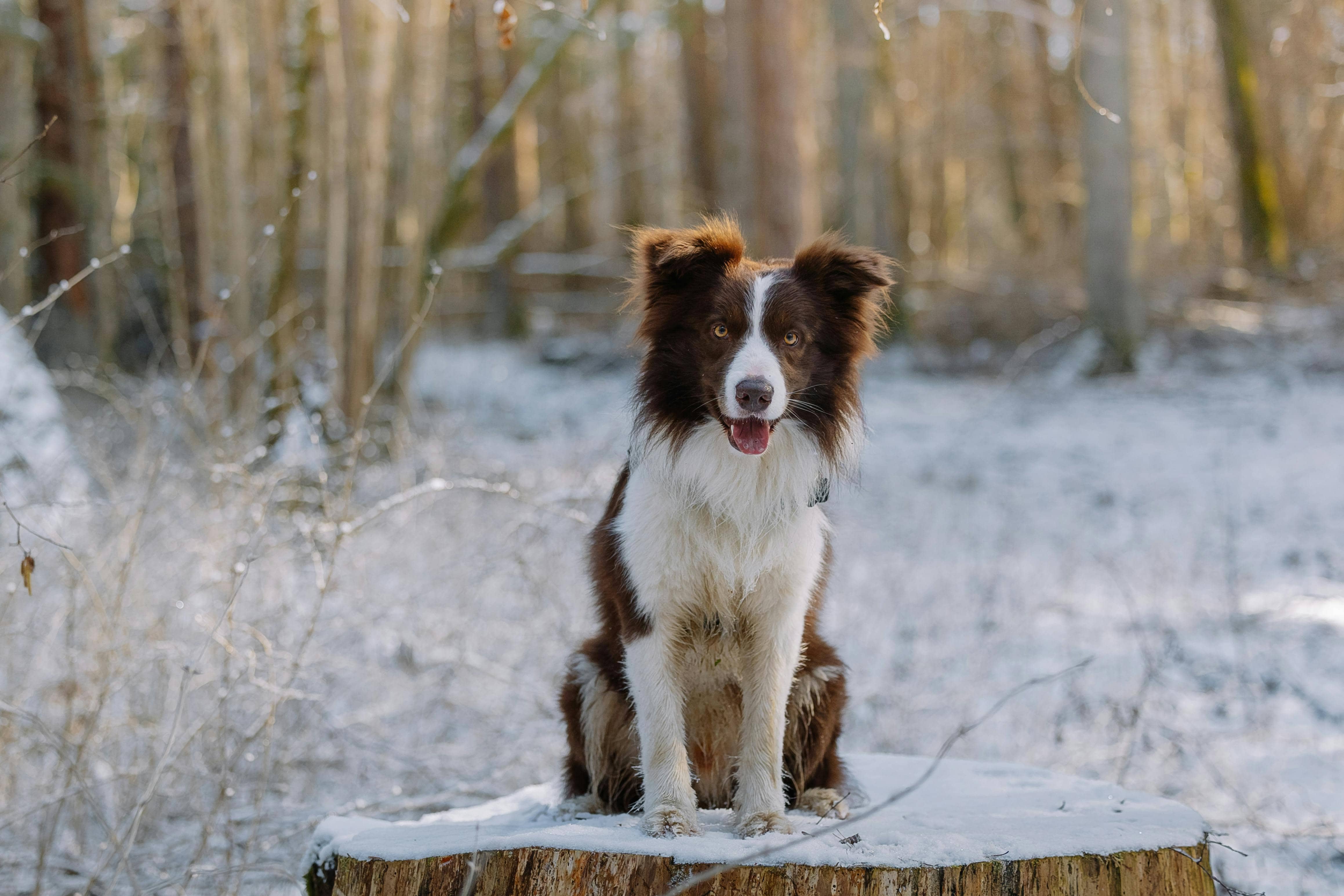 Maiden Montana Pet Treats